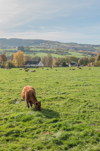 wandelen malmedy wandelroute hoge venen