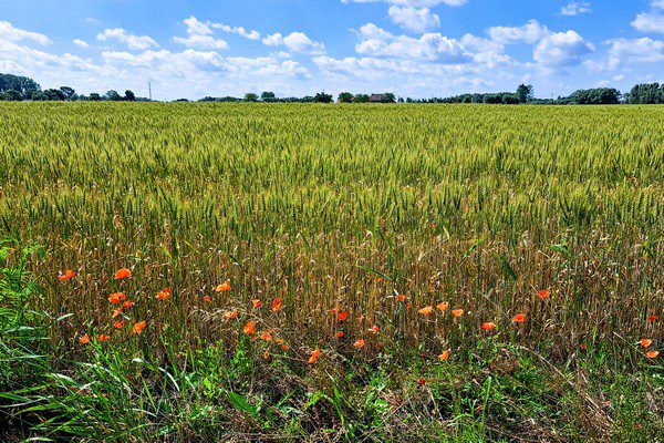 wandeling Bornem wandelroute